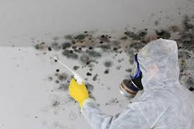 Best Emergency Mold Remediation  in Southgate, FL